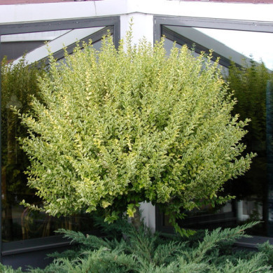 Ligustrum ovalifolium 'Aureum'