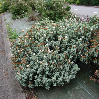 Hebe pinguifolia 'Pagei'