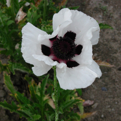 Papaver orientale 'Royal Wedding'