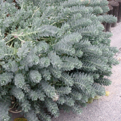 Euphorbia myrsinites