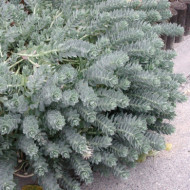 Euphorbia myrsinites
