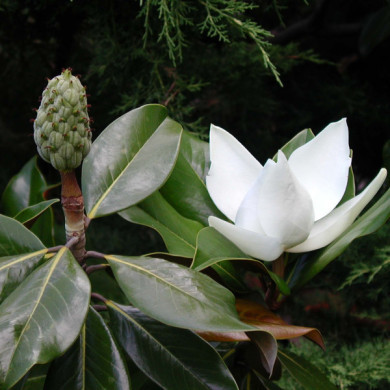 Magnolia grandiflora 'Galissonnière'