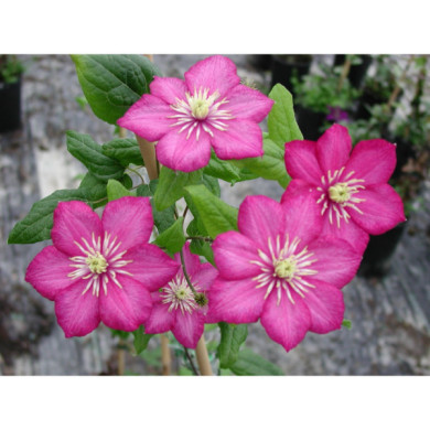 Clematis 'Ville de Lyon'