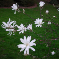Magnolia stellata