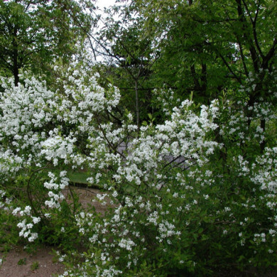 Exochorda racemosa