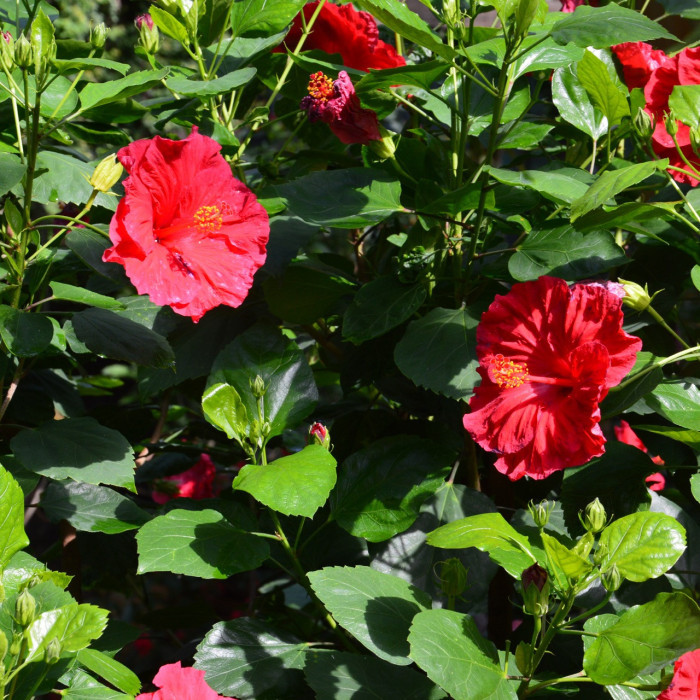 Hibiscus moscheutos