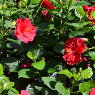 Hibiscus moscheutos