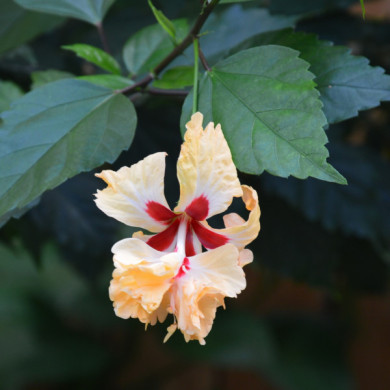 Hibiscus moscheutos