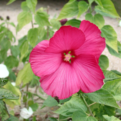Hibiscus moscheutos