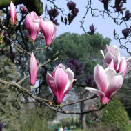 Magnolia x soulangeana