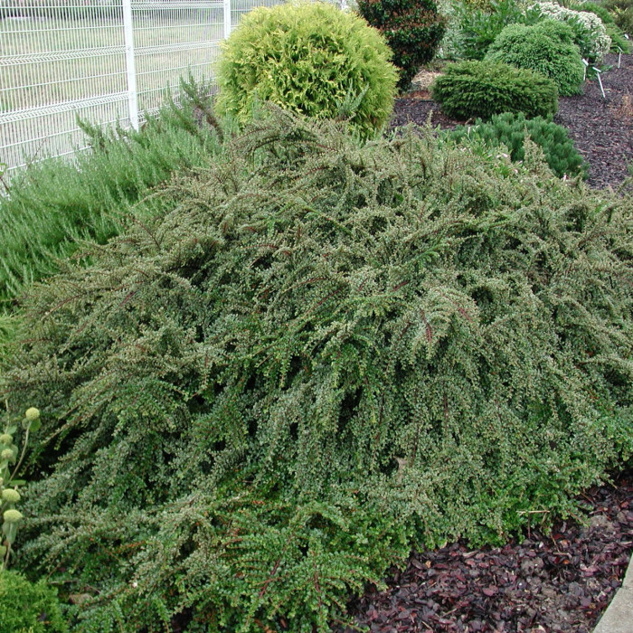 Cotoneaster atropurpureus 'Variegatus'