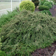 Cotoneaster atropurpureus 'Variegatus'