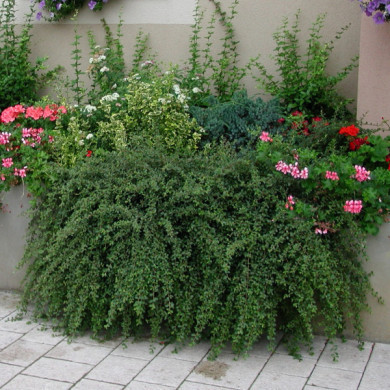 Cotoneaster x suecicus 'Skogholm'