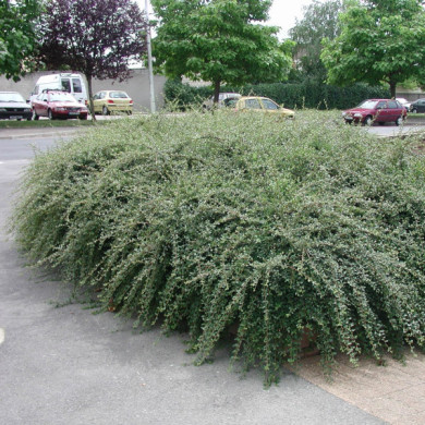 Cotoneaster x suecicus 'Skogholm'