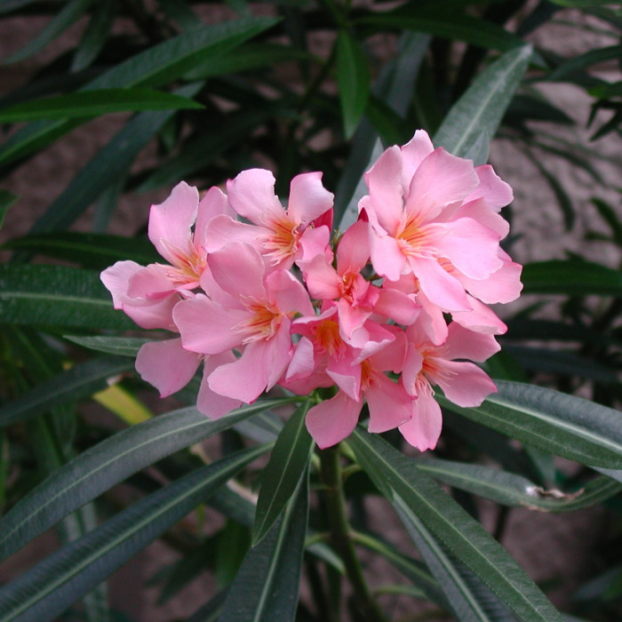 Nerium oleander rose