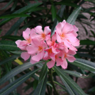 Nerium oleander rose