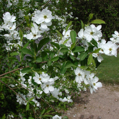 Exochorda racemosa