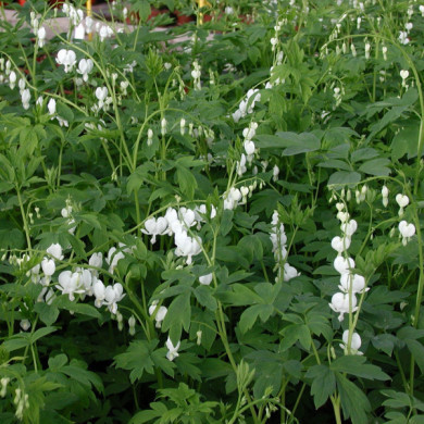 Dicentra spectabilis 'Alba'