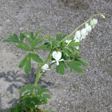 Dicentra spectabilis 'Alba'
