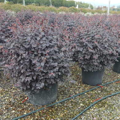 Loropetalum chinense 'Black Pearl'