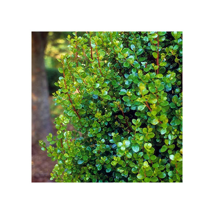 Myrsine africana