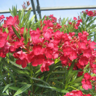 Nerium oleander rouge
