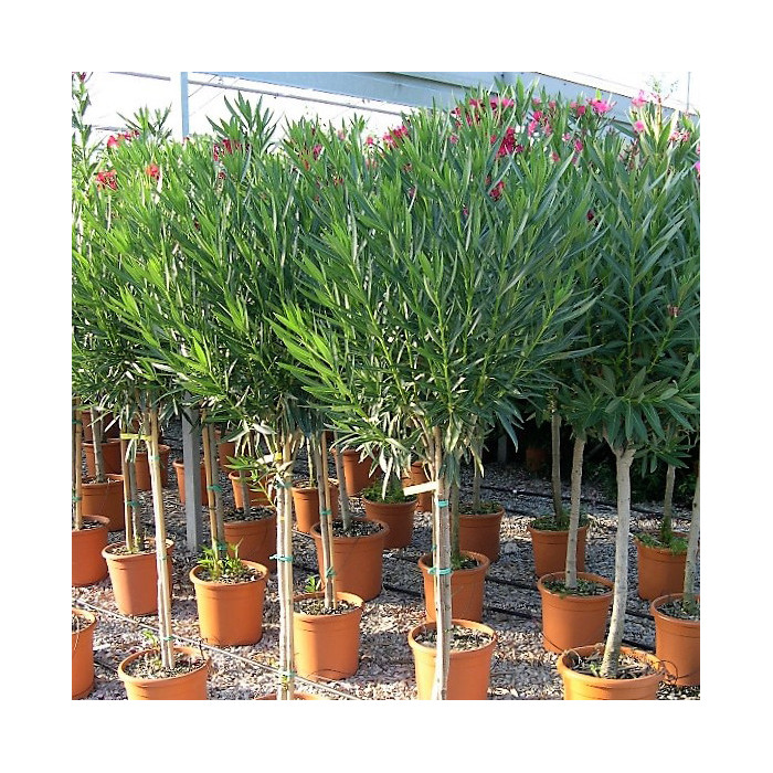 Nerium oleander rouge