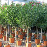 Nerium oleander rouge