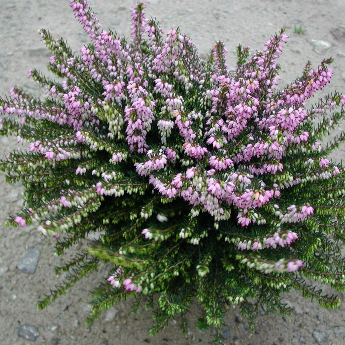 Erica x darleyensis 'Spring Surprise'