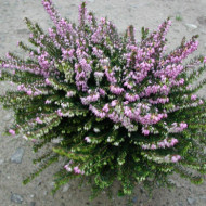 Erica x darleyensis 'Spring Surprise'