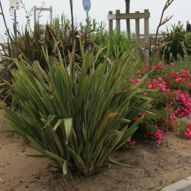 Phormium tenax