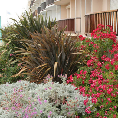 Phormium tenax 'Purpureum'