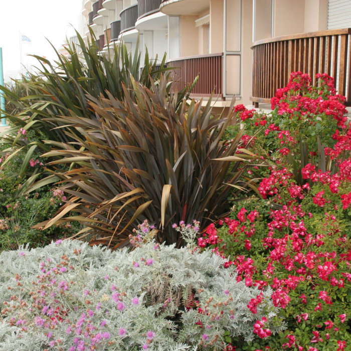 Phormium tenax 'Purpureum'