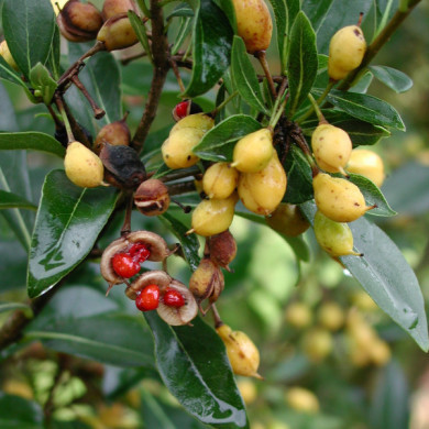 Pittosporum heterophyllum