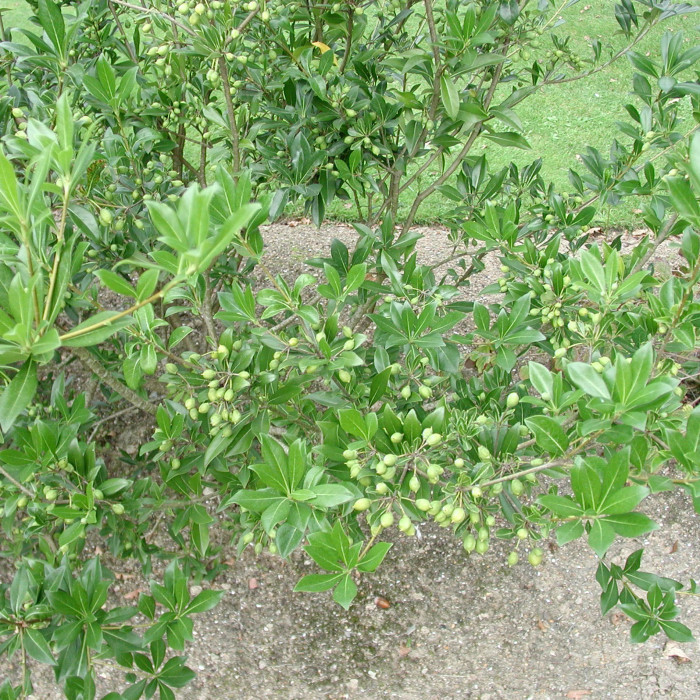 Pittosporum heterophyllum