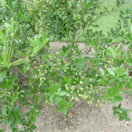 Pittosporum heterophyllum