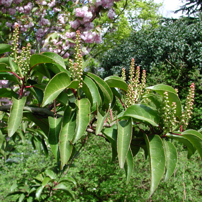 Prunus lusitanica