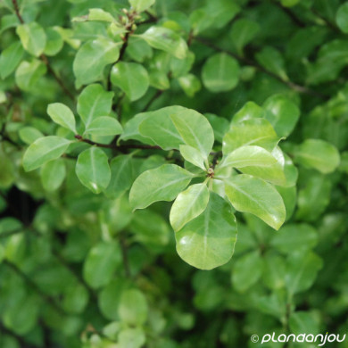 Pittosporum tenuifolium