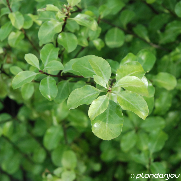 Pittosporum tenuifolium