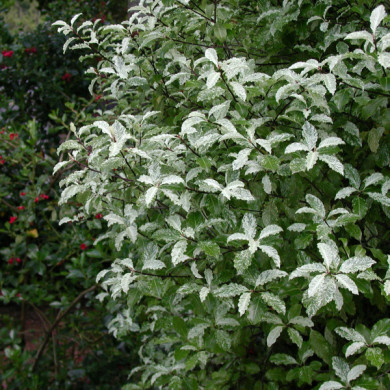 Pittosporum tenuifolium 'Irene Paterson'