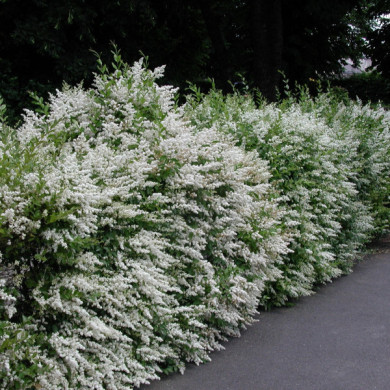 Ligustrum sinense