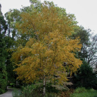 Betula papyrifera