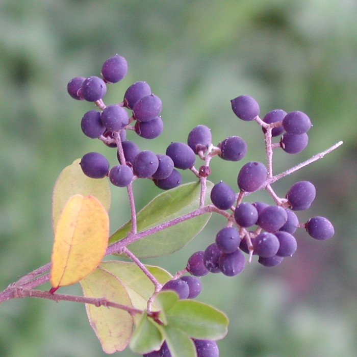 Ligustrum sinense
