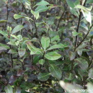Pittosporum tenuifolium 'Purpureum'