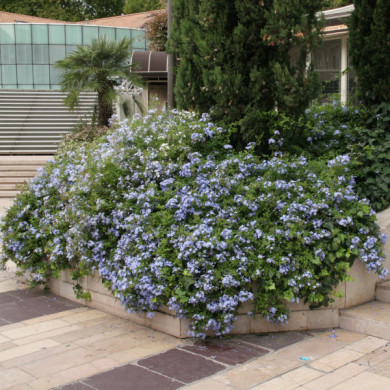 Plumbago auriculata