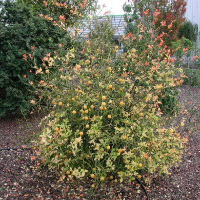 Citrus trifoliata