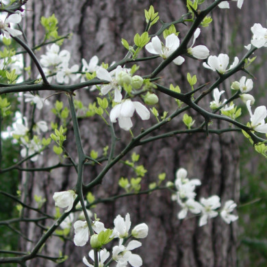 Citrus trifoliata