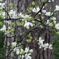 Citrus trifoliata