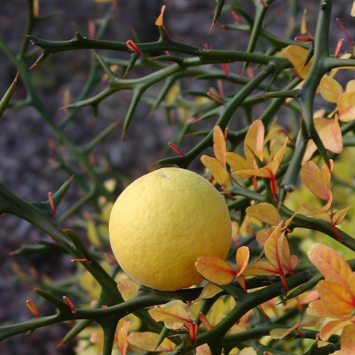 Citrus trifoliata
