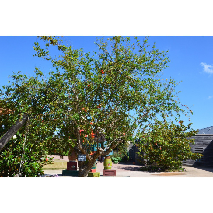 Punica granatum